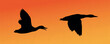 Vector silhouette set of flying duck, goose, coots, loons, grebes