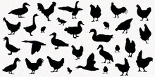 Vector Silhouette Set Of Chickens - Hens, Poultry, Roosters, Cock, Baby, Duck, Goose Chicks In Farm
