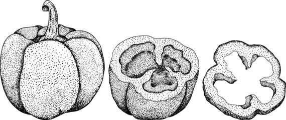 Hand drawn engraving, vector illustration of different types of pepper. Bell sweet peppers, paprika. Vegetables painted with ink on white background.