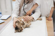 © sofiko14 - Vet doctor putting stethoscope on cat's belly near tween kid