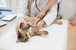 © sofiko14 - Animal being diagnosed by female vet near little owner