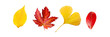 Set of four red and yellow leaves in autumn, isolated on panoramic transparent  background, fall season, png file