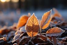 Frosty Leaves On A Winter Morning - Stock Photography Concepts