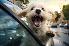 Dog With Head Out Of Car Window