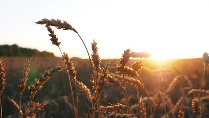 spikelets of wheat close up, wheat field, agricultural business concept 4k slow motion