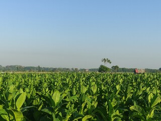 Tobacco plants whose leaves are still green