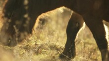 Detail Of Grazing Sunlit Wild Exmoor Pony Horses In Late Autumn Nature Steppe Habitat In Milovice, Czech Republic. Protected Animals Considered As Horse Ancestor Maintain The Environment Of Steppe