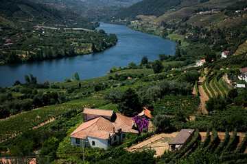 Poster - A view of the Douro River with vineyards on its banks near Pinhao town, Douro Valley, Portugal.