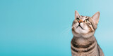 Fototapeta Zwierzęta - Cute banner with a cat looking up on solid blue background
