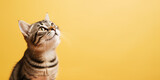 Fototapeta Zwierzęta - Cute banner with a cat looking up on solid yellow background.
