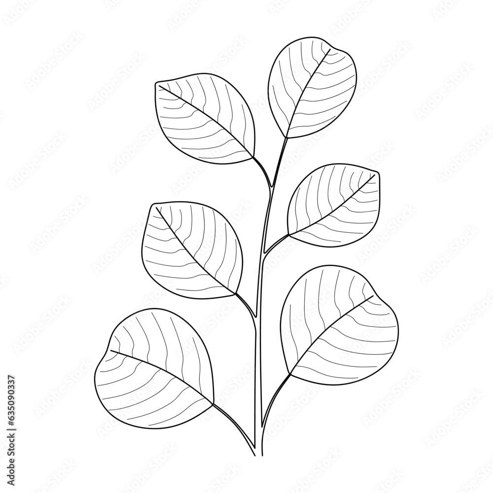 Eucalyptus branch in sketch style. Hand drawn eucalyptus leaves and ...