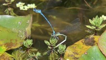 Pair Of Azure Damselflies (Coenagrion Puella) Clasped Together Laying Eggs In A Garden Pond. Kent, UK. June. [Slow Motion X5]