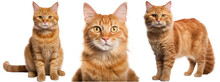 Collection Of Three Cats With Red Fur, Animal Bundle Isolated On White Background As Transparent PNG