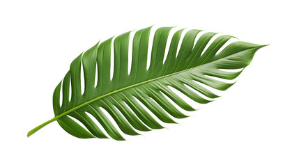 green leaf isolated 