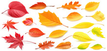Set Of Autumn Leaves Of Different Colors Isolated On White