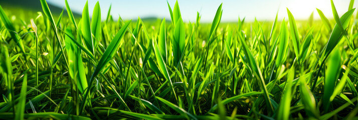 Poster - Close up of green grass with blue sky in the background.