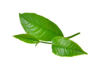 Wall Mural - green tea leaf isolated on transparent png