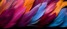 Macro Studio Shot Of Colored Bird Feathers Texture