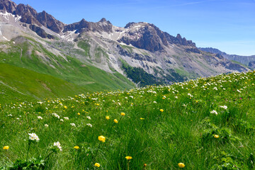 Blossom of colorful wild flowers on alpine meadows neat Col du Lautaret, French Alps