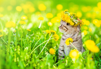 Poster - Tiny kitten wearing wreath of dandelions sits on green lawn and looks away. Empty space for text