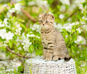 Poster - Fold tabby kitten sits on basket at sunny spring park between apple blossoms