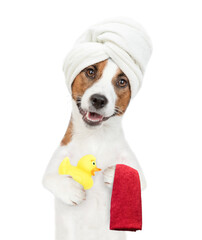 Wall Mural - Happy Jack russell terrier puppy with towel on it head  holds rubber duck. isolated on white background