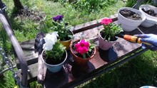 Petunias In Pots. Planting Petunias. Spring Works In Garden: Female Woman Planting Petunia Flower Into Balcony Pot Outdoors Green Grass Warm Sunny Day Outside.new Plant Growing Petunia Flowers Outside
