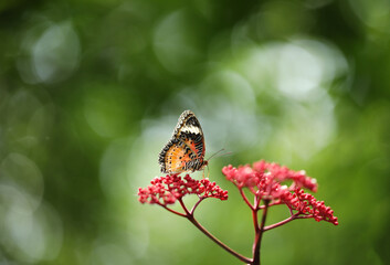 Wall Mural - Leopard Lacewing butterfly on red flower with green  bokeh background