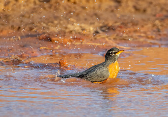 Wall Mural - American Robin at a Water Puddle