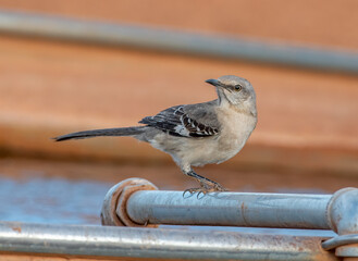 Wall Mural - Northern Mockingbird on Edge of a Stock Tank