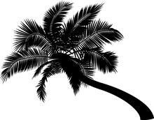 Shape Of Bent Coconut Palm Tree.
Vector Illustration Of Leaning Palm Tree. Image Of Tropical Palm Tree Trunk, Foliage, Branches, Leaves In Vector. Illustrations Of Vector Tree.
