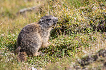 Wall Mural - Closeup young Alpine marmot - Marmota marmota - in grass at Davos in the Swiss Alps, Switzerland