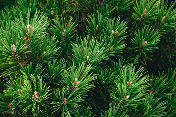 Green branches of a pine tree close-up, natural background.