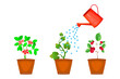 Watering can and plants in pot. Flowers are watered from red watering can. Three flowerpot with different potted flowers irrigate from water container.Growing plants and irrigation.Vector illustration