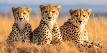 Three Young Leopards Are Resting In The Grass. Kenya National Park. AI Generated.