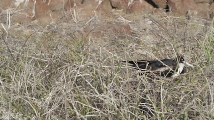 slow motion of a Magnificent frigatebird, Fregata magnificens, is a big black seabird with a characteristic red gular sac. Male frigate bird nesting with inflated sack, galapagos islands, Ecuador, Sou