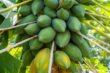 Wall Mural - Papaya fruit on papaya tree in farm