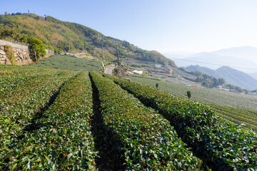 Canvas Print - Green tea tree field on mountain