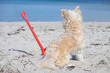 Süßer kleiner Hund am Strand mit einer roten Kinderschaufel schaut sehnsüchtig aufs Meer