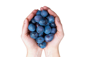 Wall Mural - Plums prunes in hands in PNG isolated on transparent background