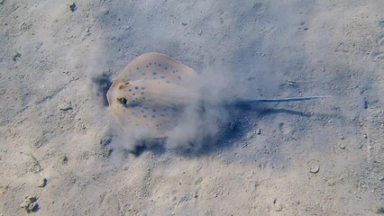 Wall Mural - Video of bluespotted ribbontail ray (Taeniura lymma)
