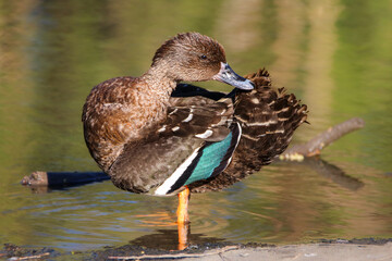 Wall Mural - African Black Duck preening, Kruger National Park, South Africa