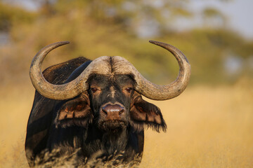 Wall Mural - Cape or African buffalo bull, game farm in the Kalahari, South Africa
