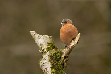 Aufkleber - A male chaffinch is captured perched on the top of a branch. It is taken against a natural blurry background