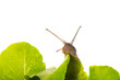 Snail on the lettuce