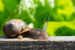 Snail in the vegetable garden