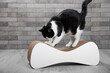 Scratching post for a cat. Cute, funny black and white cat sharpens its claws. Pet care. Home pet. A cat on a couch against the background of a gray wall in the room. Place for text. copy space.