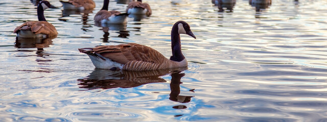 canadian goose swiming in a lake during sunset.