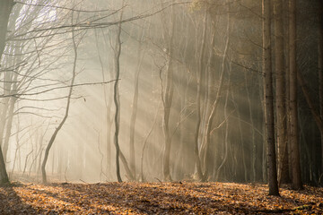 Poster - foggy forest in late autumn