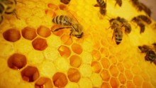 Bees Swarming In Honeycomb, Super Macro Footage. Insects Working Beehive, Honey